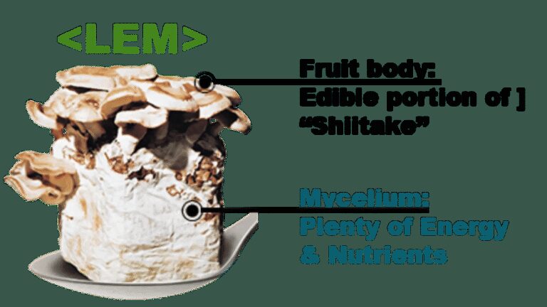 Anti Inflammatory Supplement Research Reveals New Potential of LEM for Gut and Immune Health
