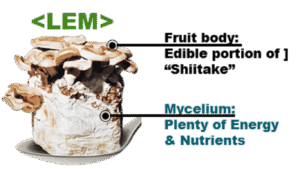 Anti Inflammatory Supplement Research Reveals New Potential of LEM for Gut and Immune Health